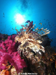 Lion fish ready to strike!!
Jack fish alley
Ras Mohamed by Adolfo Maciocco 